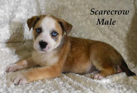 Scarecrow, Husky / Terrier, puppy, available for adoption