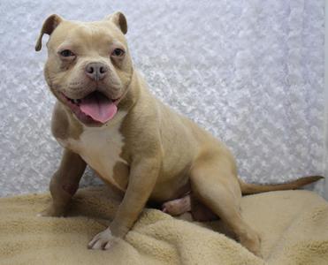 Mongo, Pit Bull Terrier, adult, available for adoption