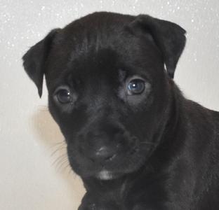 Bubblywhisk, Terrier, puppy, available for adoption