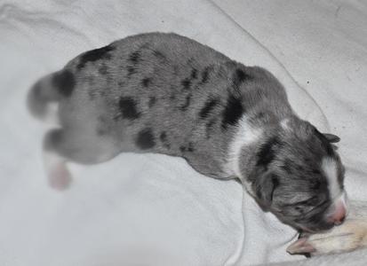 A newborn puppy with grey and black merle coloring and white markings on its chest and face lies on a white blanket.