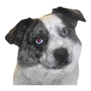 Buddie, Australian Cattle Dog / Blue Heeler, adult, available for adoption