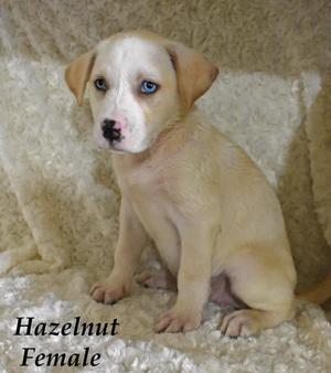 A light-colored puppy with blue eyes sitting on a textured surface.