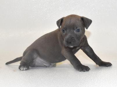 Silvermist, Terrier, puppy, available for adoption