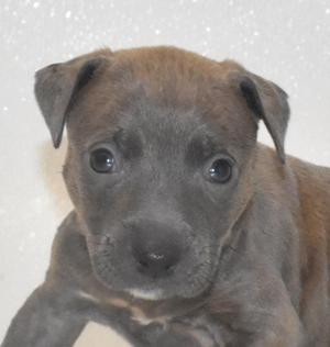 a close-up of a brown puppy with big eyes