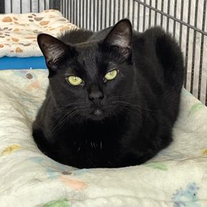 Felicia, young, available for adoption