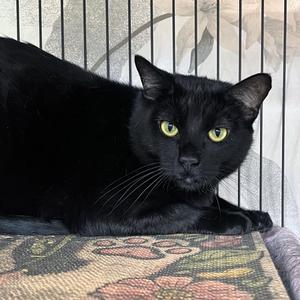 Felicia, young, available for adoption