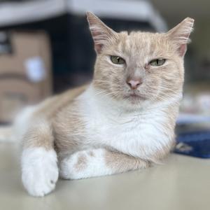 A light-colored cat with white paws and a fluffy white chest is lying down, looking directly at the camera with a calm expression.