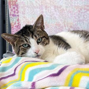 Brutus, adult, available for adoption