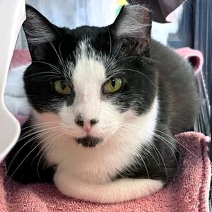 Portia, kitten, available for adoption