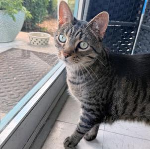 Hambone, adult, available for adoption