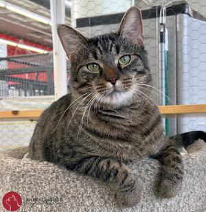Cosmo, adult, available for adoption