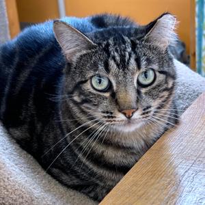 Bobby, adult, available for adoption