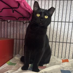 Coraline, kitten, available for adoption