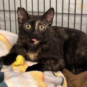 Quiche, kitten, available for adoption