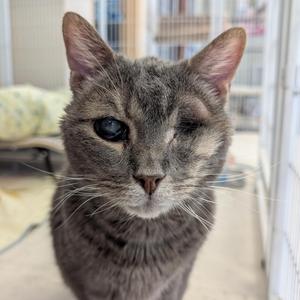 A gray cat with a cloudy eye, looking directly at the camera.