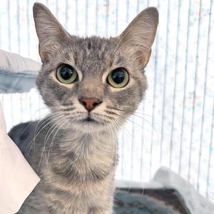 A gray tabby cat with large green eyes looking directly at the camera.