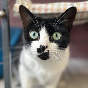 Fantasia, adult, available for adoption