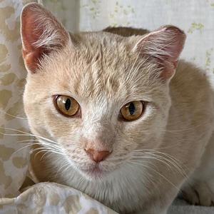A close-up of a light-colored cat with yellow eyes, looking directly at the camera.