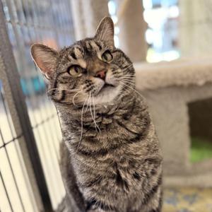 Maggie, adult, available for adoption