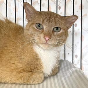 Lois Lane, adult, available for adoption