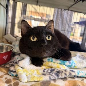 Bo Peep, adult, available for adoption