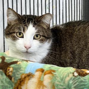 Billy, adult, available for adoption