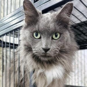 Harpurr Lee, adult, available for adoption