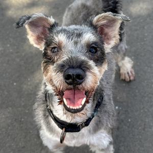 A happy dog with a black and gray coat, wearing a black collar, looking up with its mouth open and tongue out.