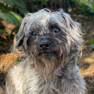 Ebby, Poodle (unknown type), senior, available for adoption