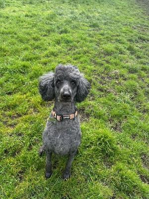 Neela, Poodle (Standard), senior, available for adoption