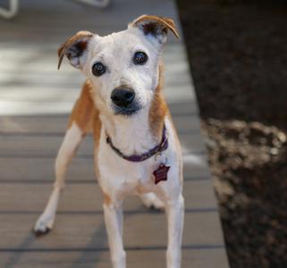 A small dog with a white and brown coat standing on a wooden deck, wearing a purple collar with a star-shaped tag.