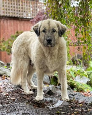 Trinity, Anatolian Shepherd, adult, available for adoption