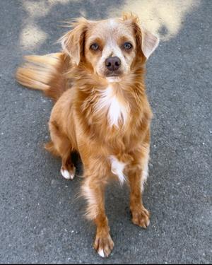 Latte, Chihuahua, young, available for adoption