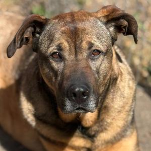 Max, German Shepherd Dog / Pit Bull Terrier, adult, available for adoption