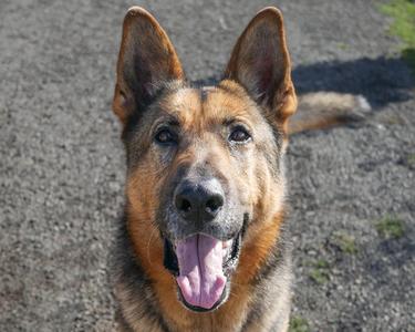 A German Shepherd dog with a happy expression, its mouth open and tongue out, standing on a gravel surface.