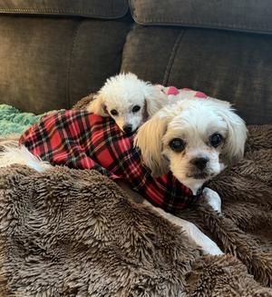 Bonded- Jasper and Chloe, Shih Tzu / Bichon Frise, senior, available for adoption