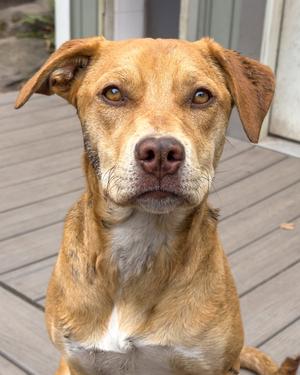 A brown dog with floppy ears and a white chest, sitting on a wooden deck.