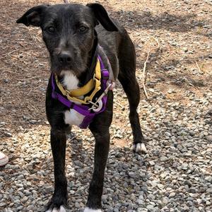 Kakashi, Terrier, adult, available for adoption