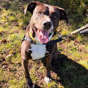 Negan, Terrier, American Pit Bull, adult, available for adoption