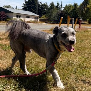 Midnight, Schnauzer, adult, available for adoption