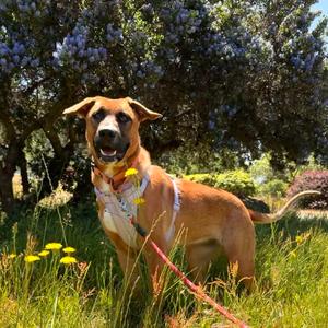 Echo, Shepherd, German, young, available for adoption