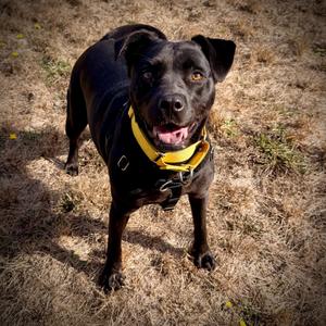 Dixie May, Bulldog, American, adult, available for adoption