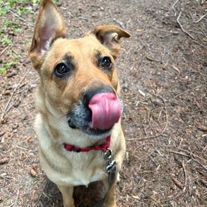 Coco, Shepherd, German, adult, available for adoption