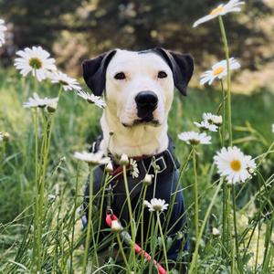 Daisy, Terrier, American Pit Bull, adult, available for adoption