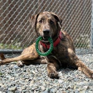 Odin, Mixed Breed (Large), adult, available for adoption