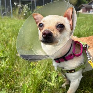 Sansa, Chihuahua, adult, available for adoption