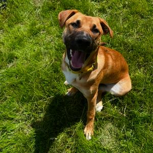 Blaze, Shepherd, German, young, available for adoption