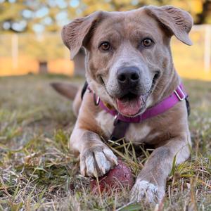 Sitka, Terrier, Pit Bull, adult, available for adoption
