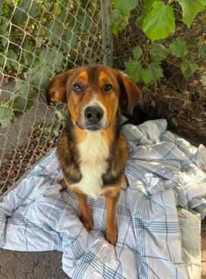 MURPHY, Border Collie and German Shepherd Dog, young, available for adoption