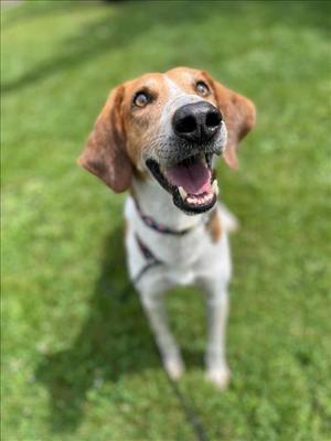 ELMER, English Coonhound (Redtick Coonhound) Mix, senior, available for adoption